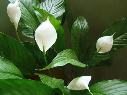 Să aflăm de ce florile de spathiphyllum devin verzi