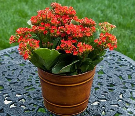 Kalanchoe Blossfeld este atât de divers și frumos