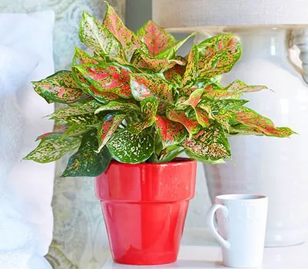 Creștem o plantă de la tropice, aglaonema, pe pervazul ferestrei de interior