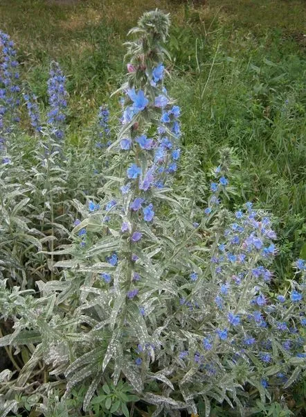 Echium comun (Synyak), rezumatul lecției de observație la grădiniță