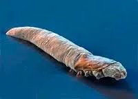 demodex