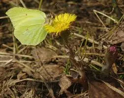 Fotografia mamei și mamei vitrege a florilor și descrierea plantei medicinale