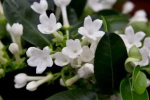 Ce secrete ascunde floarea Stephanotis sau poate fi ținută acasă, prevestiri și superstiții