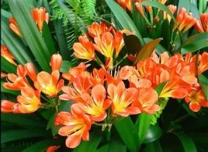 Caracteristicile Clivia de îngrijire a florilor acasă