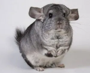 chinchilla