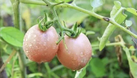 Tomato De Barao Pink descrierea soiului, recenzii, fotografii