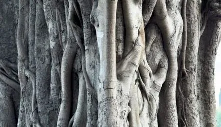 Ficus Bengal îngrijire acasă, foto