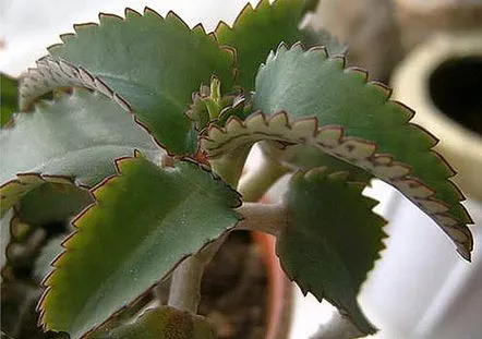 kalanchoe