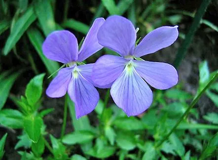 Alegem o planta perena pentru balcon si gradina, violeta cu coarne