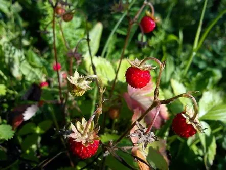 Fructe de pădure la umbră, recoltare la apogeu