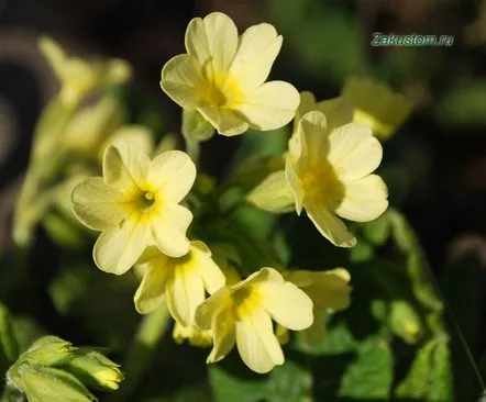 Îngrijirea camerei primrose acasă