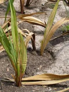 Combaterea bolilor gladiolelor. Prelucrarea cormilor