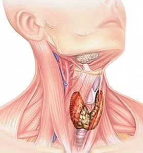 Tratamentul și prevenirea bolilor glandei tiroide cu remedii populare