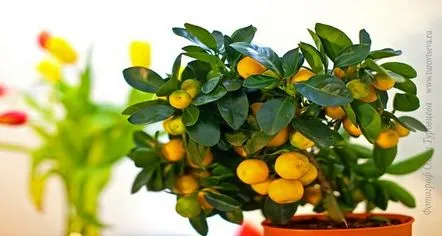 Îngrijirea Calamondin la domiciliu