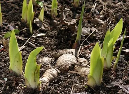 Plantarea irisilor primăvara