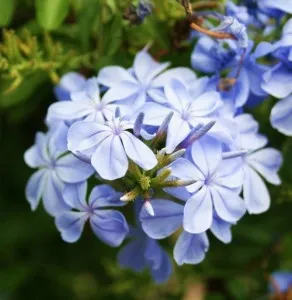 Proprietăți medicinale periwinkle mici, rețete, contraindicații