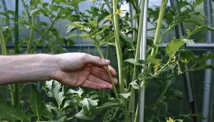 Plantarea tomatelor determinante