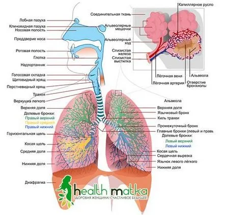 Simptomele și tratamentul bronșitei, antibiotice, recomandări de medicină populară