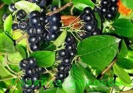 aronia