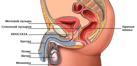 Tratamentul prostatei la domiciliu folosind metode populare