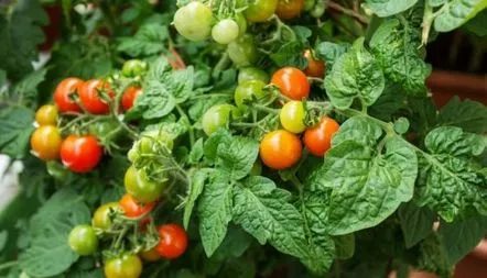 Cultivarea tomatelor Balkonne Divo, descrierea soiului, recenzii