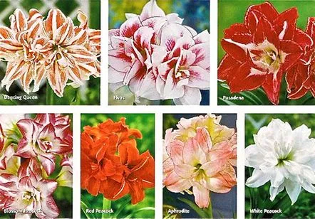 amaryllis