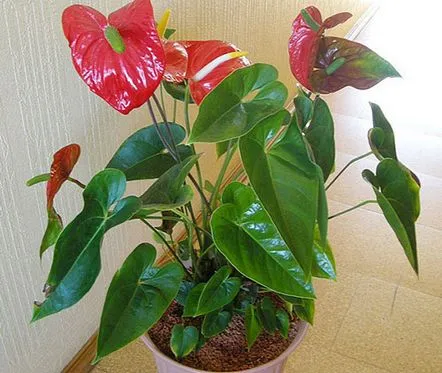 Resuscitam o plantă de anthurium aproape moartă