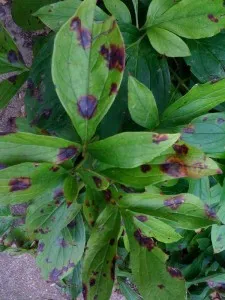 Botrytis bujor, măsuri de control