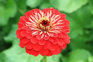 zinnia