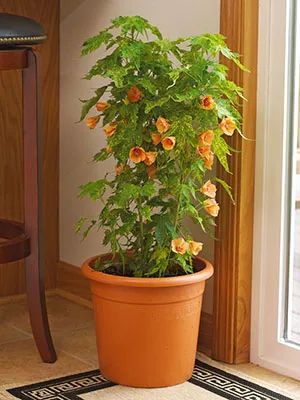 Cultivam abutilon acasa din seminte