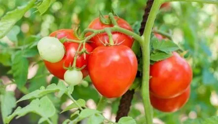 Descrierea soiului de tomate Ledascho, fotografie, caracteristici