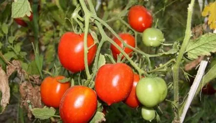 Tomato Legend Tarasenko recenzii, descrierea soiului, fotografie