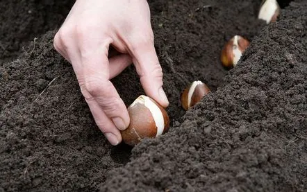 Când să plantezi bulbi de lalele și cum să o faci corect