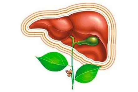 Toate tipurile de hepatită și principalele metode de tratament