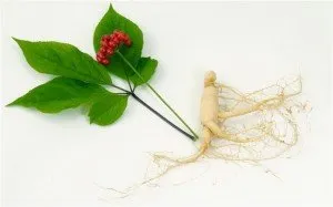 Beneficii și proprietăți utile ginseng