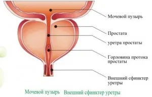 Tratamentul prostatitei la domiciliu cu remedii populare