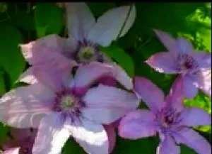 Frumoasa floare de dacha clematis (video)