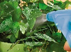 Nutriția foliară a sănătății plantelor