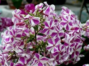 Reguli de îngrijire a Phlox