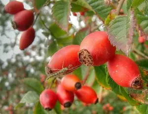 Măceș de la plantare până la recoltare