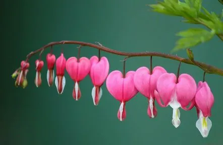 Dicentra - floare „inima frântă” 7 fapte despre fotografia plantei