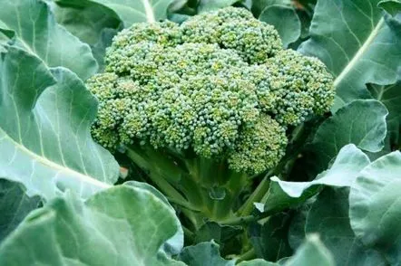 Ulei de broccoli sau silicon natural pentru păr