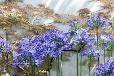 Agapanthus în pământ deschis