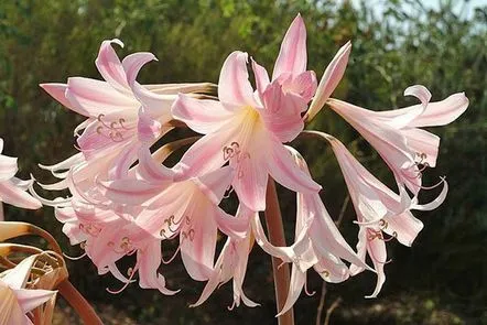 O doamnă goală din Africa de Sud este un amaryllis tandru