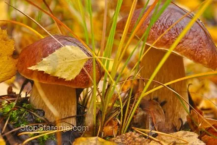 Caracteristici ale îngrijirii pielii de toamnă