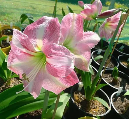 Ce să faci după ce hippeastrum s-a estompat