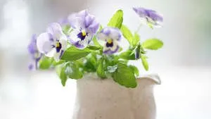 pansy