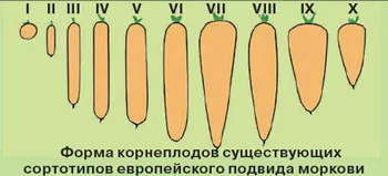 morcovi