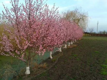 Piersicile prind prost rădăcini