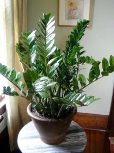 Zamioculcas îngrijire la domiciliu, transplant de flori